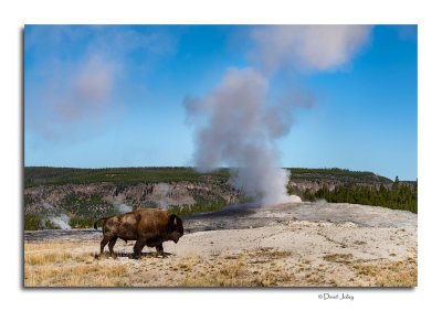 Yellowstone National Park 2015