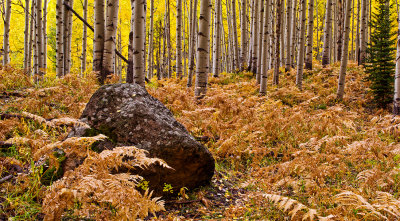 Colorado Forests