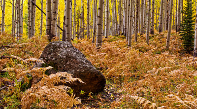 Ferns and Aspens