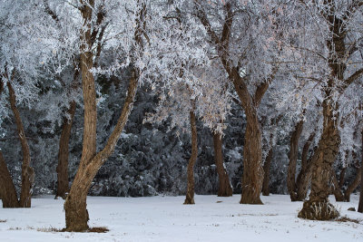 Cold Trees