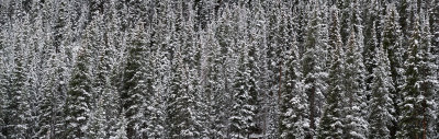 Snow on Trees