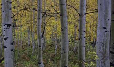 Kebler Pass