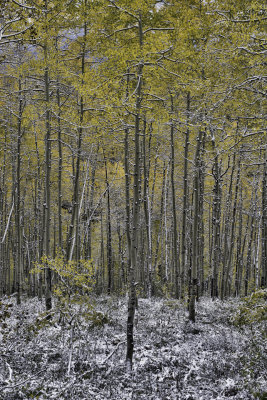 Kebler Pass