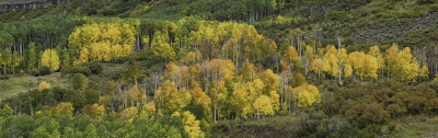 Fall Colors