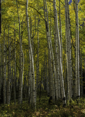 Kebler Pass