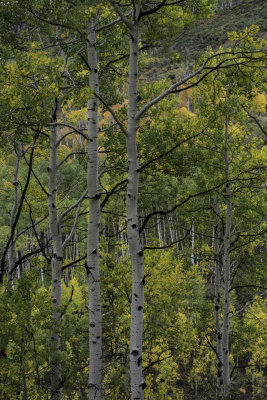 West Elk Loop