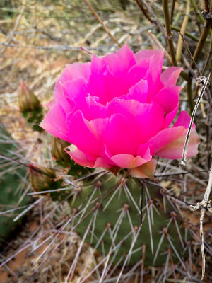 IMG_1560.jpg
