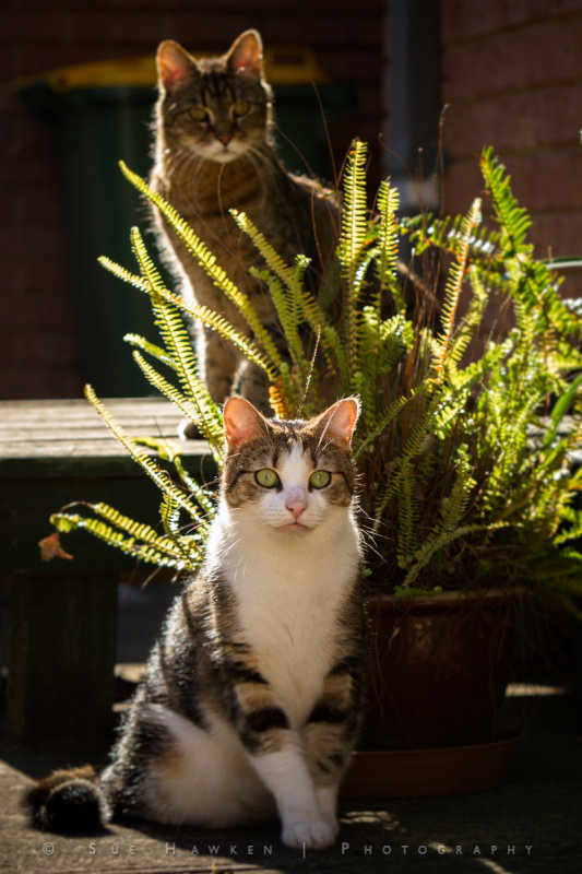 Enjoying the afternoon sunshine