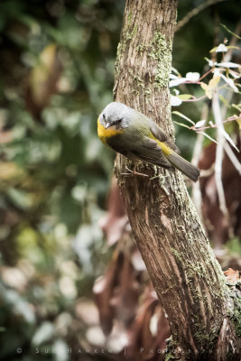 Cute birdie....
