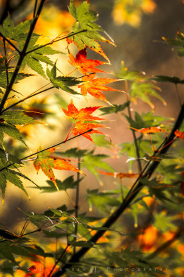 Autumn has arrived
