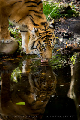 Thirsty Tiger