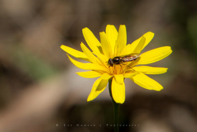 Daisy