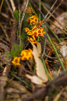 Native plants