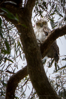 Baby Powerful Owl