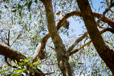 Baby Powerful Owls