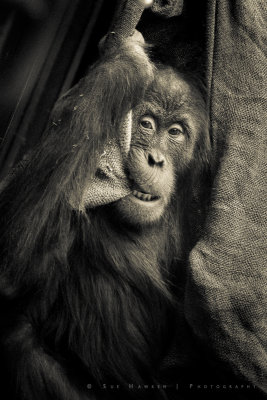 Baby Sumatran Orang-utran