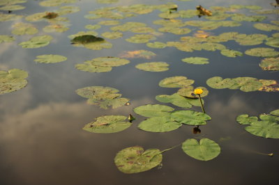 DSC_7010.JPG