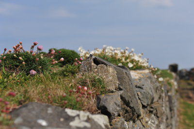 DSC_7750.JPG