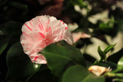 DSC_8546.JPG