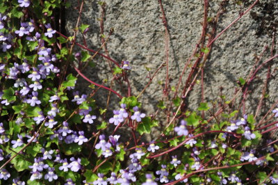DSC_8553.JPG