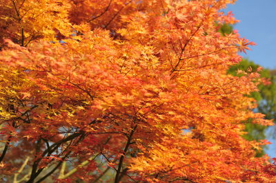 DSC_8779.JPG