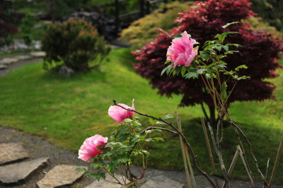 DSC_8786.JPG