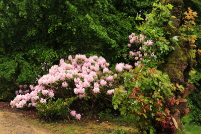 DSC_9235.JPG