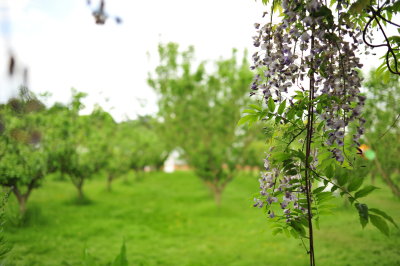 DSC_9656.JPG