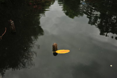DSC_9715.JPG