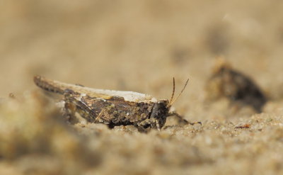 Zanddoorntje - Tetrix ceperoi - Cepero's Groundhopper