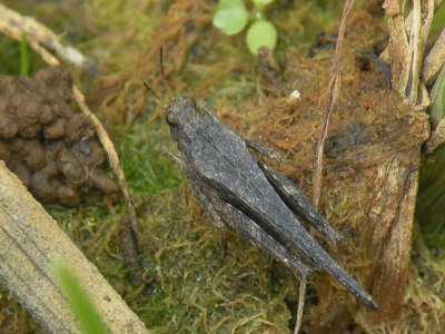 Zeggedoorntje - Tetrix subulata - Slender Groundhopper