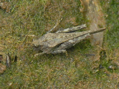 Zeggedoorntje - Tetrix subulata - Slender Groundhopper