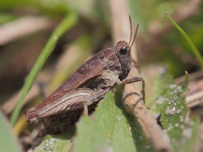 Gewoon doorntje - Tetrix undulata - Common Groundhopper