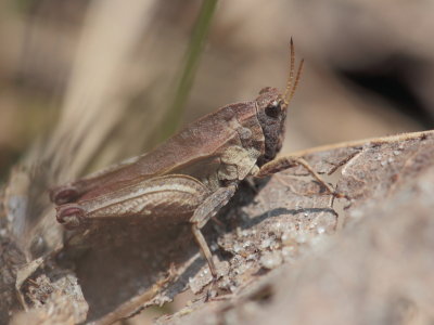 Gewoon doorntje - Tetrix undulata - Common Groundhopper