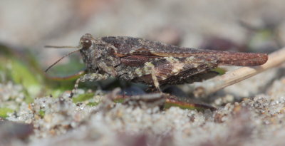 Zanddoorntje - Tetrix ceperoi - Cepero's Groundhopper