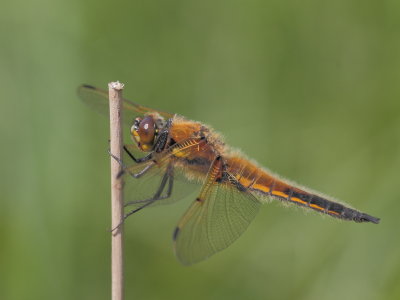 Four-spotted chaser - Libellula quadrimaculata - Viervlek