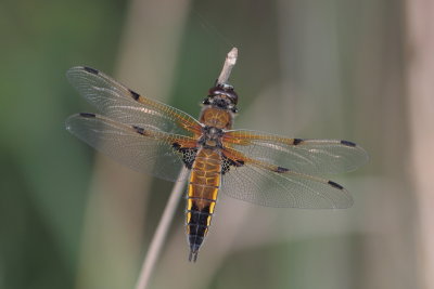 Four-spotted chaser - Libellula quadrimaculata - Viervlek