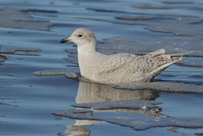 Iceland Gull - Larus glaucoides glaucoides - Kleine burgemeester