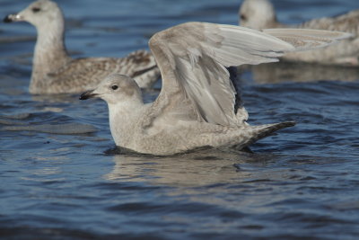 Iceland Gull - Larus glaucoides glaucoides - Kleine burgemeester