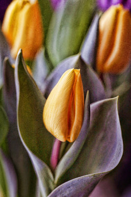 Tulip-3471.jpg