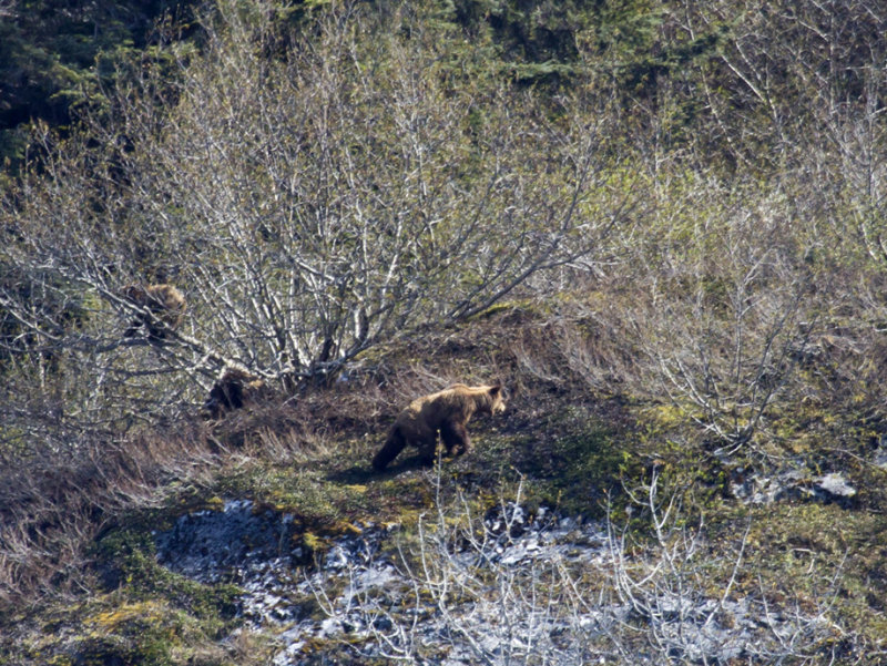 Bear with two cubs in tree at left