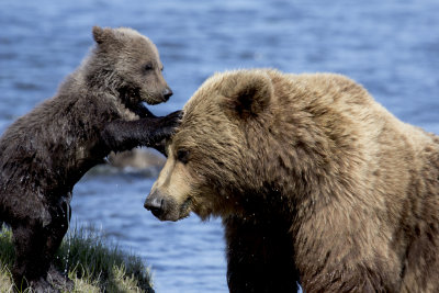 Silver Salmon Creek Alaska - Coastal Bears