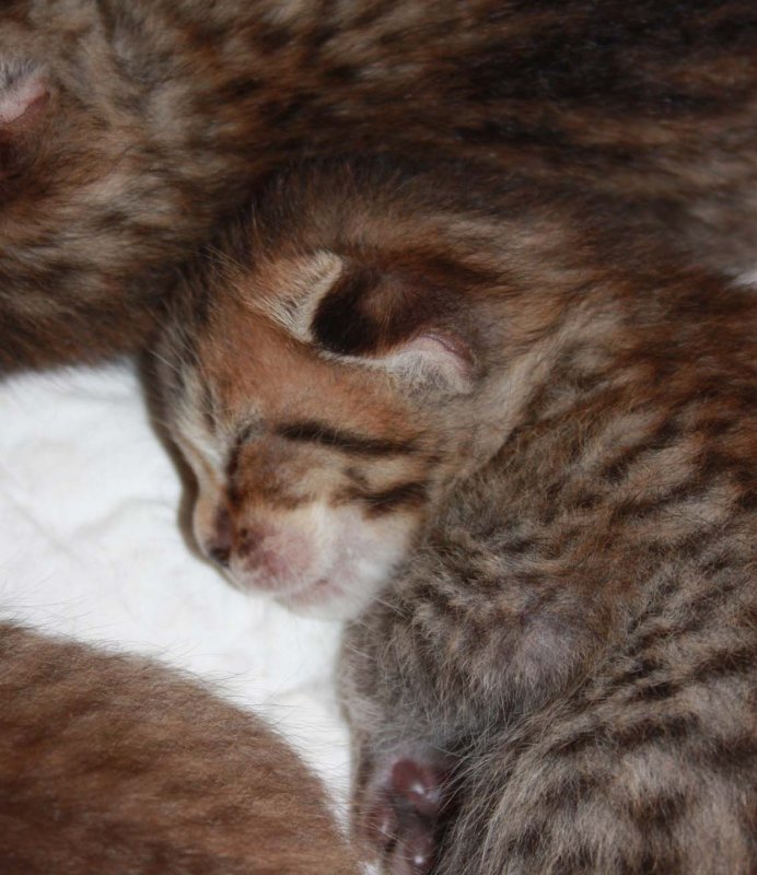 Gerda in profile 1 week old and fast asleep.jpg