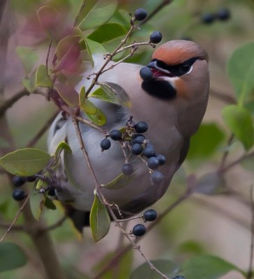 Bohemian Waxwing , Pestvogel, Bombycilla garrulus