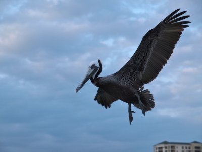 Pelican at Clearwater Beach