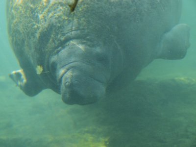 Manatee - Underwater view