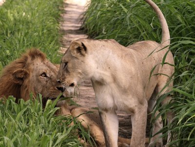 lions_in_tanzania