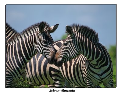 Zebras - Tanzania
