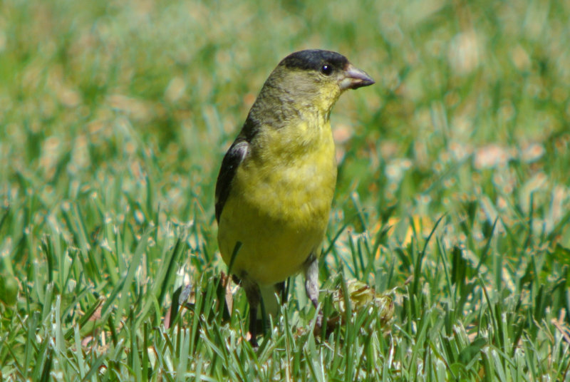 Lesser Goldfinch (Carduelis psaltria  ) male