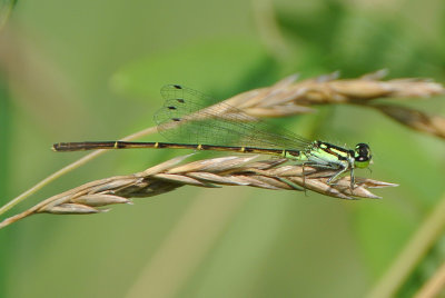 Fragile Forktail